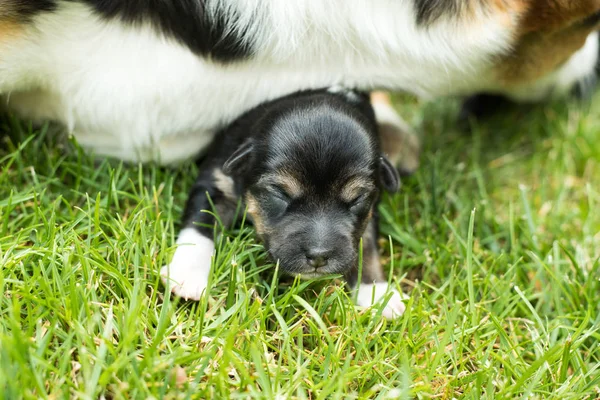 Adorable Blind Newborn Puppy — Stock Photo, Image