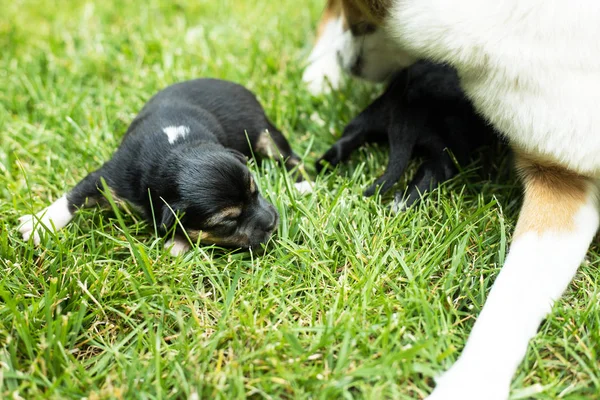 Çok Güzel Kör Yeni Doğan Yavru Köpek — Stok fotoğraf