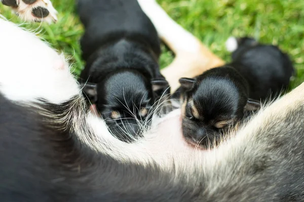 Adorable Blind Newborn Puppy — Stock Photo, Image