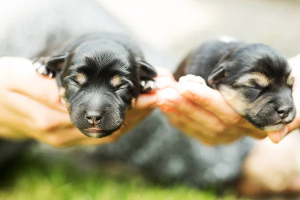 Çok Güzel Kör Yeni Doğan Yavru Köpek — Stok fotoğraf