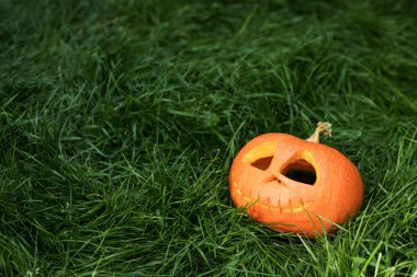halloweeen kabak çim üzerinde oyulmuş. Jack-o-lantern