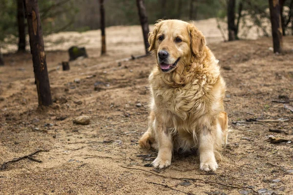 stock image old golden retriever dog