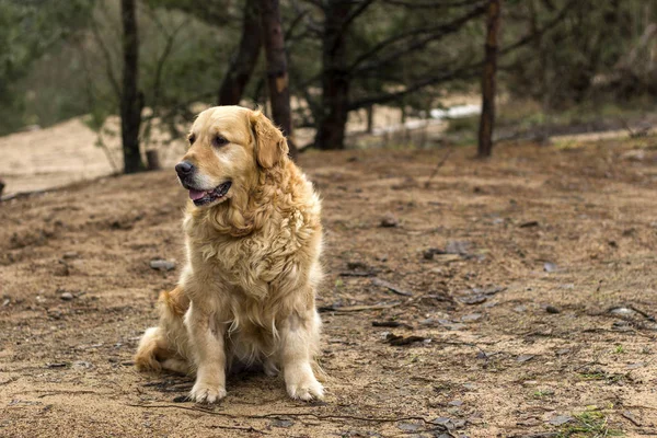 old golden retriever dog