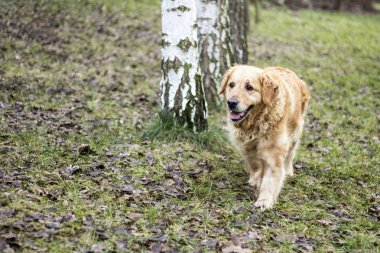 eski golden retriever köpek