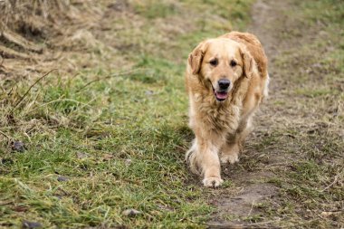 eski golden retriever köpek