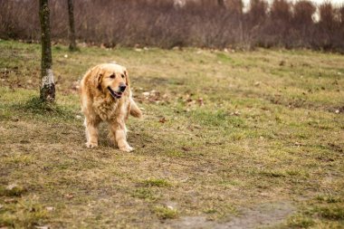 eski golden retriever köpek