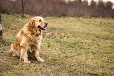 eski golden retriever köpek