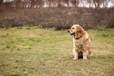 eski golden retriever köpek