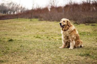eski golden retriever köpek