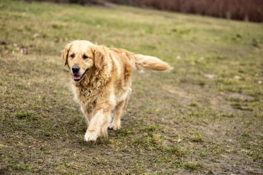 eski golden retriever köpek