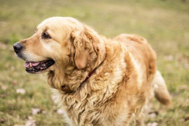 eski golden retriever köpek
