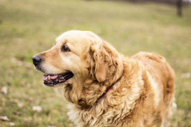eski golden retriever köpek