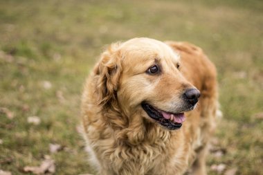 eski golden retriever köpek