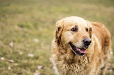 eski golden retriever köpek