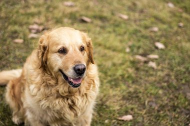 eski golden retriever köpek