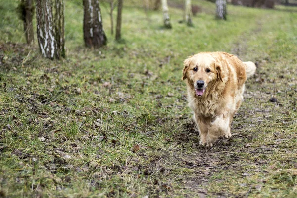 Eski Golden Retriever Köpek — Stok fotoğraf