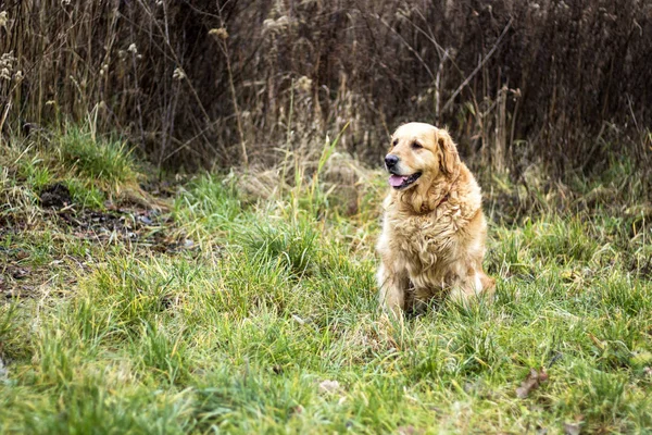 Eski Golden Retriever Köpek — Stok fotoğraf