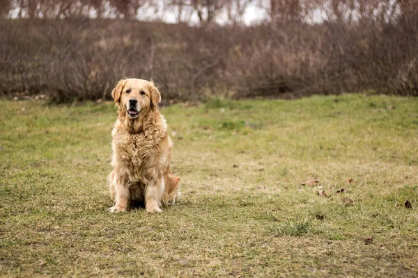 Viejo Perro Golden Retriever — Foto de Stock