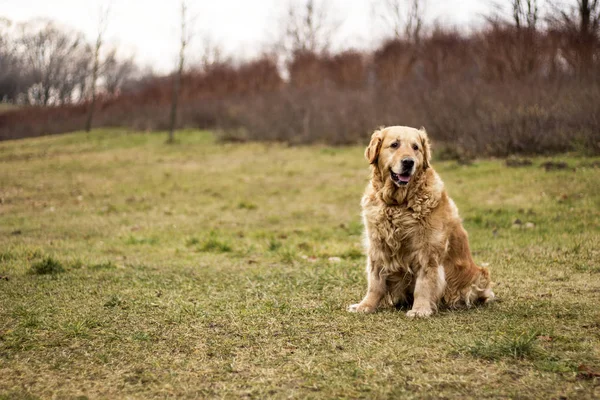 Eski Golden Retriever Köpek — Stok fotoğraf