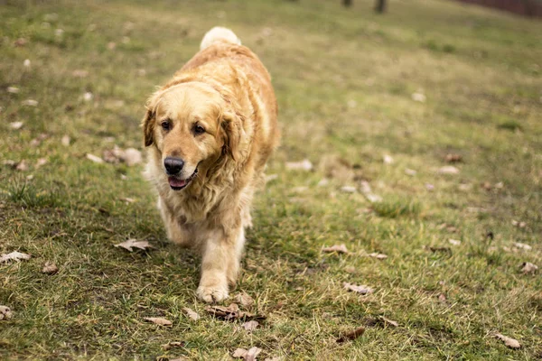 Eski Golden Retriever Köpek — Stok fotoğraf