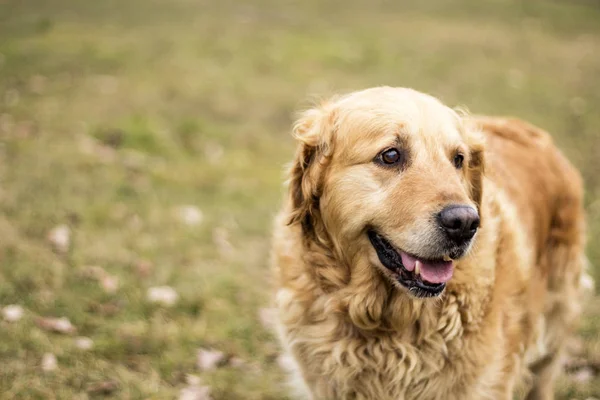 Velho Cão Golden Retriever — Fotografia de Stock