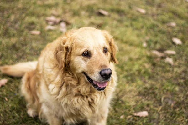 Velho Cão Golden Retriever — Fotografia de Stock