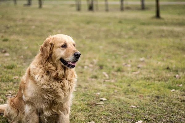 Velho Cão Golden Retriever — Fotografia de Stock