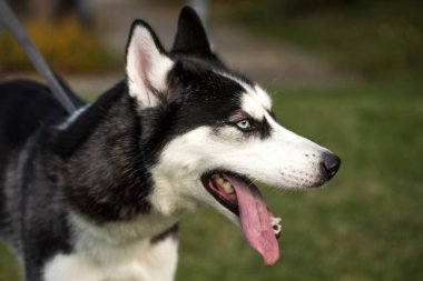 soyu Sibirya husky köpek