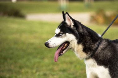 soyu Sibirya husky köpek
