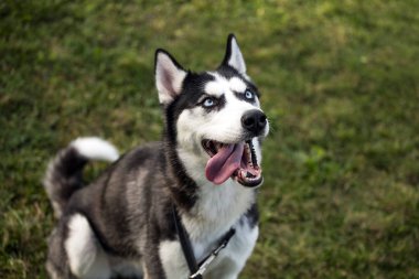 soyu Sibirya husky köpek
