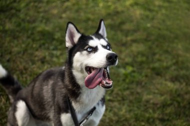 soyu Sibirya husky köpek