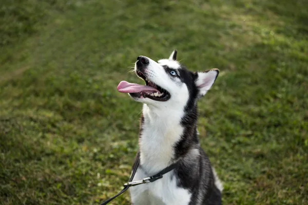 Pedigreed Siberiano Husky Perro — Foto de Stock