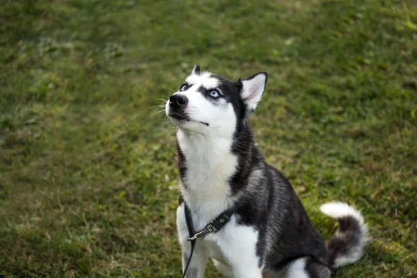 Pedigreed Siberiano Husky Perro — Foto de Stock