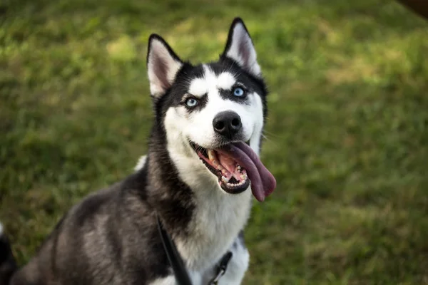 Pedigreed Siberiano Husky Perro — Foto de Stock