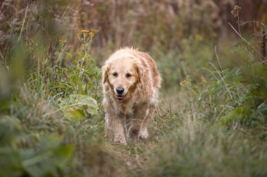 eski altın geri almak yürüyüş yolundan