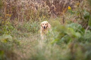 eski altın geri almak yürüyüş yolundan