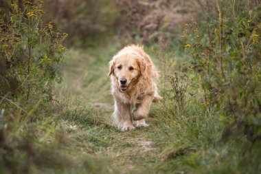 eski altın geri almak yürüyüş yolundan