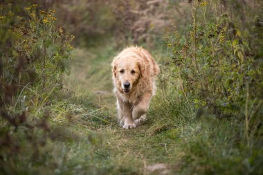 eski altın geri almak yürüyüş yolundan