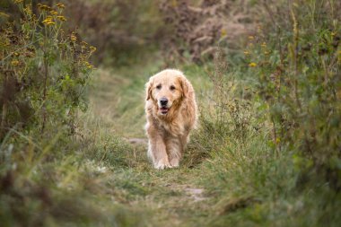 eski altın geri almak yürüyüş yolundan
