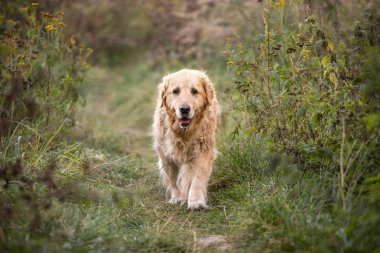 eski altın geri almak yürüyüş yolundan
