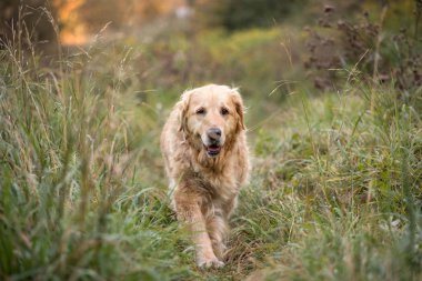 eski altın geri almak yürüyüş yolundan