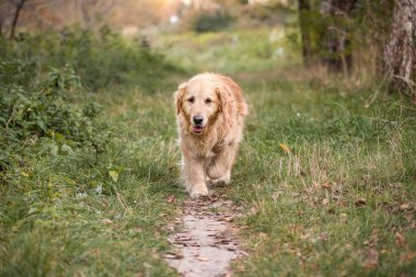 eski altın geri almak yürüyüş yolundan