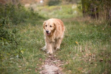 eski altın geri almak yürüyüş yolundan