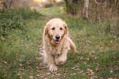 eski altın geri almak yürüyüş yolundan