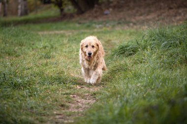 eski altın geri almak yürüyüş yolundan