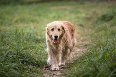 eski altın geri almak yürüyüş yolundan