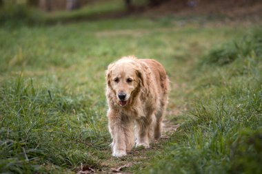 eski altın geri almak yürüyüş yolundan