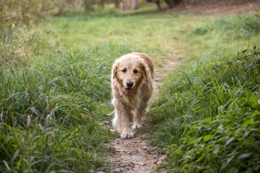 eski altın geri almak yürüyüş yolundan