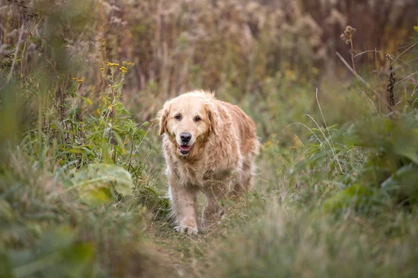 Viejo Golden Retriever Caminar Través Del Camino — Foto de Stock