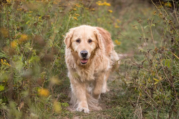 Viejo Golden Retriever Caminar Través Del Camino — Foto de Stock